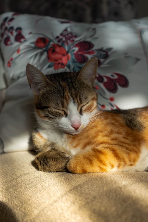 бесплатная Оранжевый и коричневый полосатый котенок сидит на бежевой ткани Стоковое фото