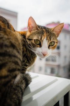 阳台上有一张家猫的特写照片，它的眼睛是绿色的