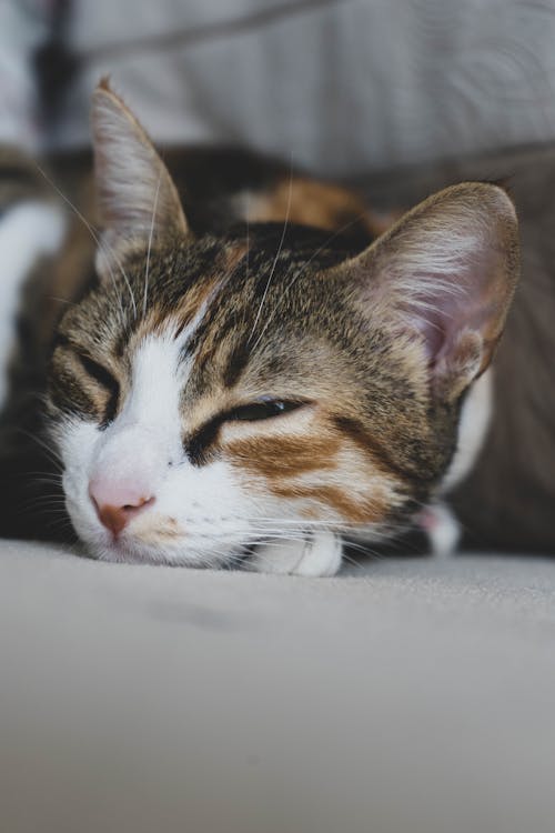 Fotografi Fokus Dangkal Calico Cat