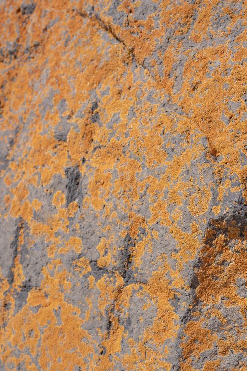 Free Detailed texture of orange lichen on eroded rock surface, highlighting natural patterns. Stock Photo