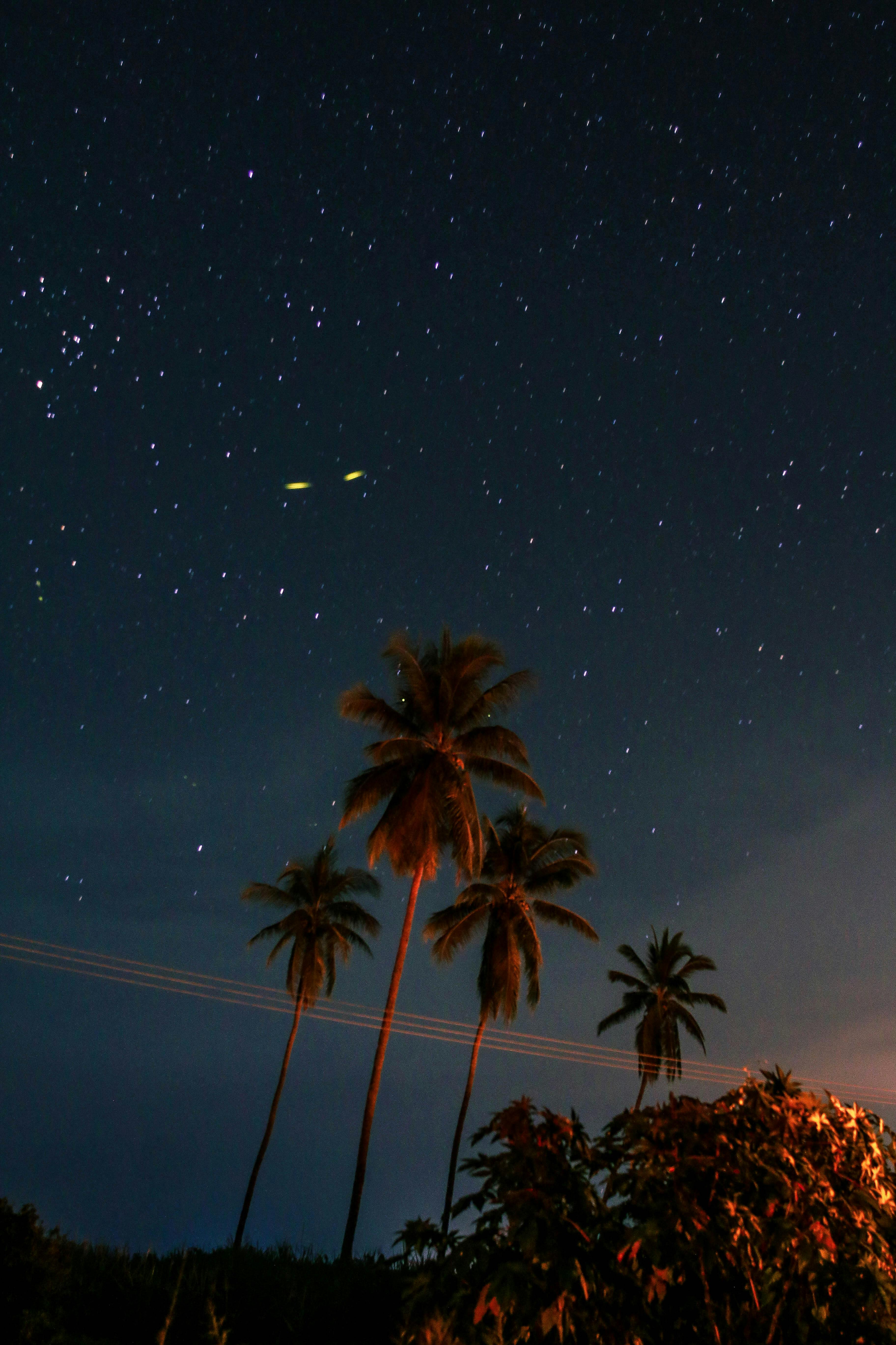 Free stock photo of Dark Sky, night, palms