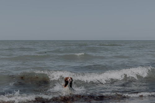 Free Dog Swimming in Sea Stock Photo