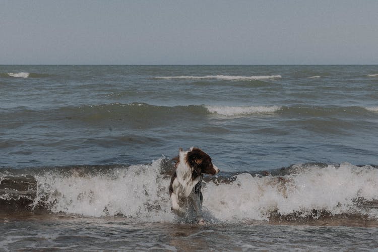 Dog Jumping In Sea