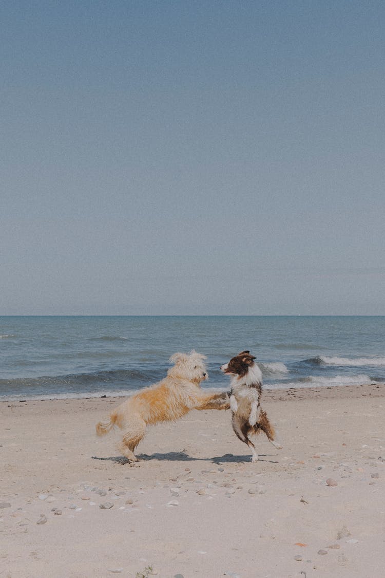 Dogs Playing On Sandy Beach