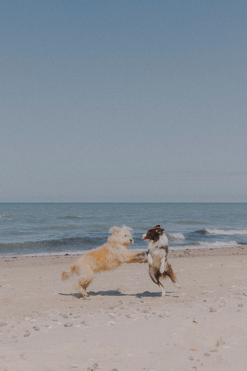 砂浜で遊ぶ犬