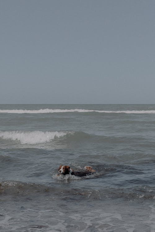 Dog Swimming in Sea