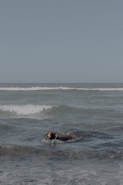 dalgalar, deniz, dikey atış içeren Ücretsiz stok fotoğraf