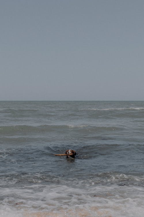 Dog Swimming with Stick in Sea