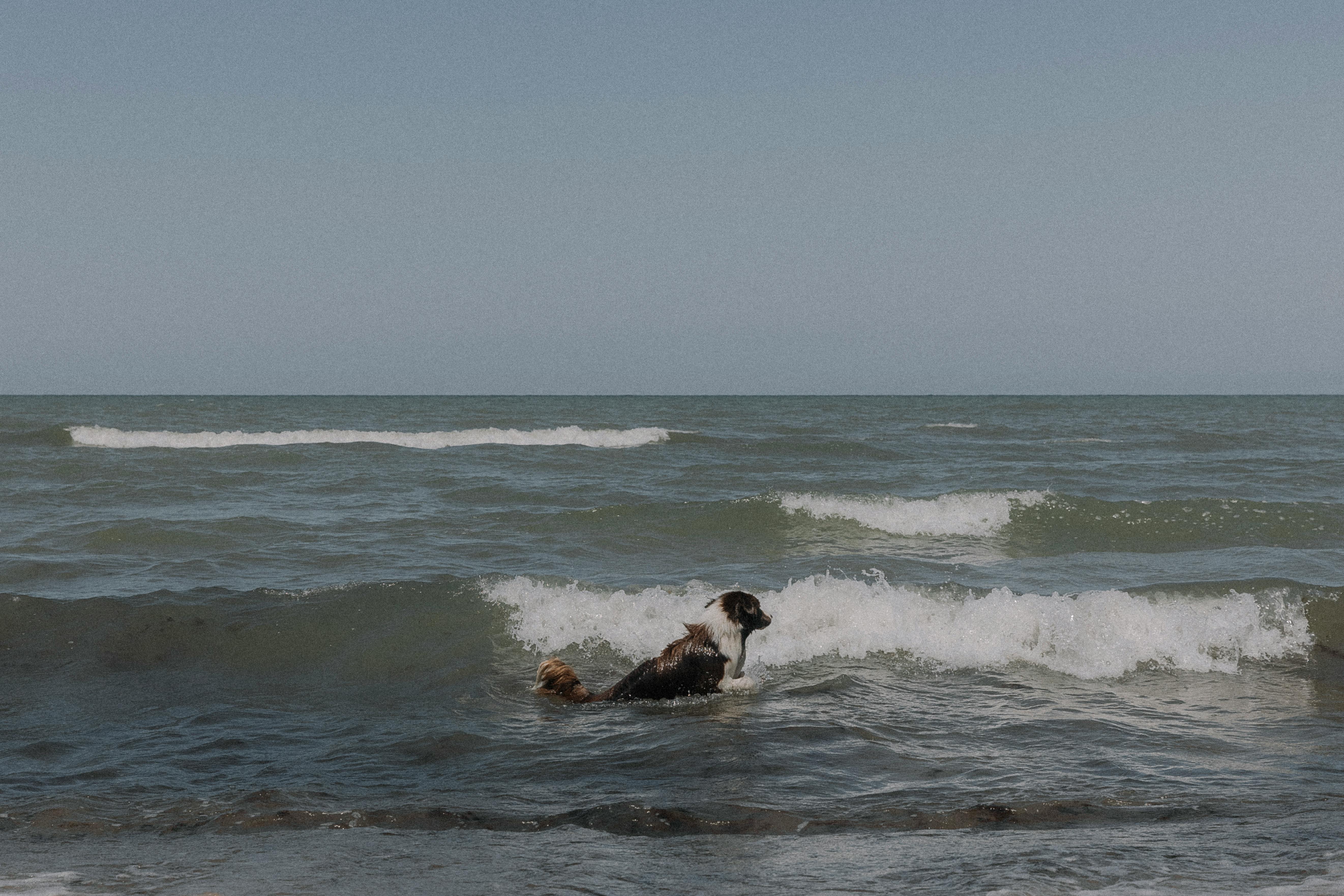 dog jumping in sea