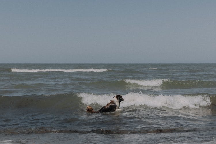 Dog Jumping In Sea