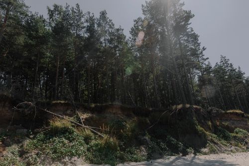 Free A scenic view of a sunlit forest edge by a sandy coastline, capturing natural serenity. Stock Photo