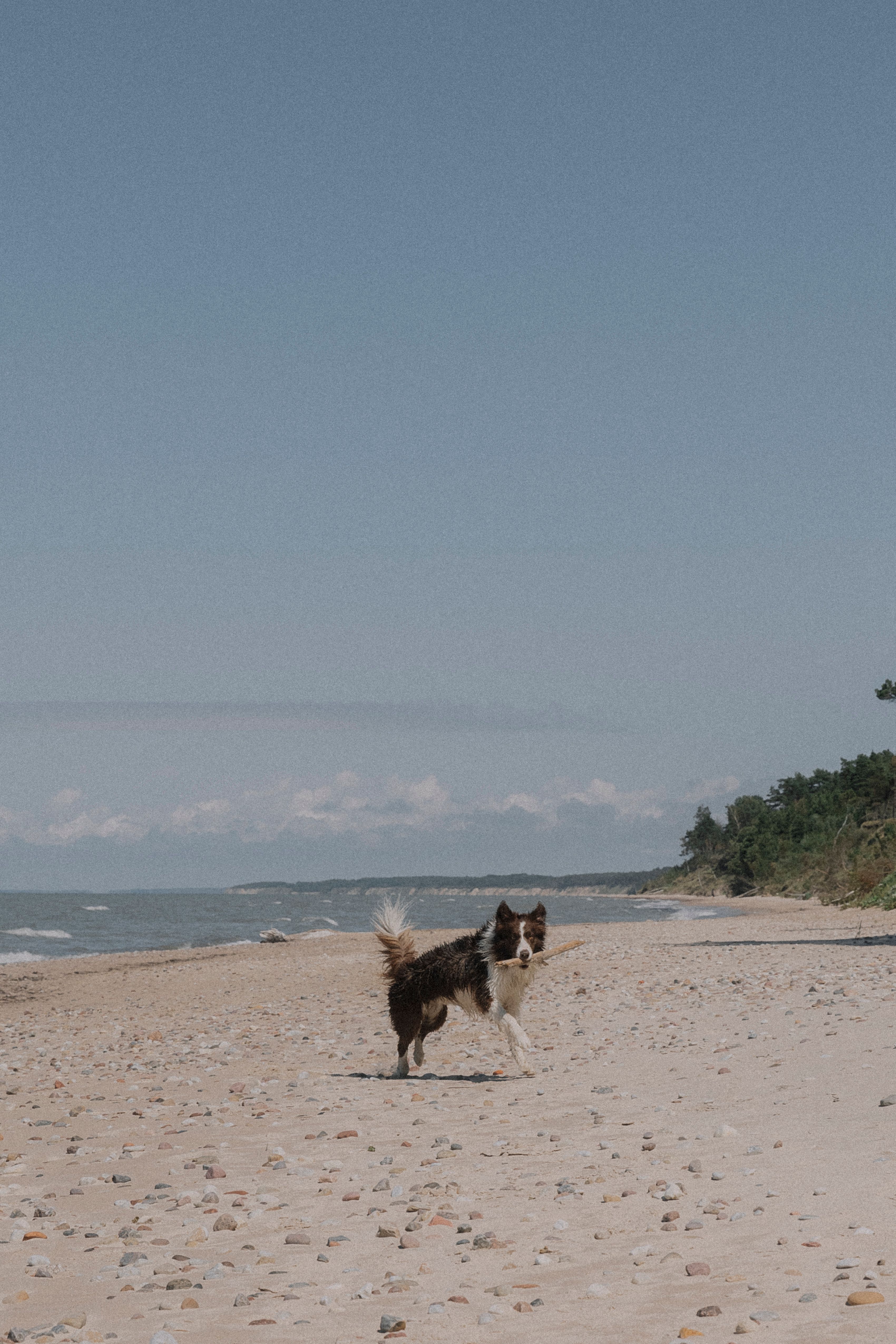 Dog Playing on a Beach · Free Stock Photo