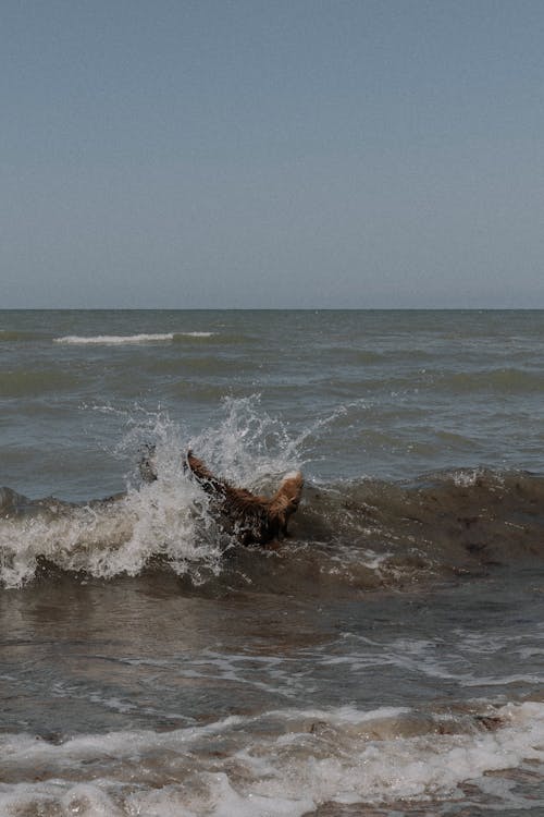 Dog Playing on Wave on Sea Shore