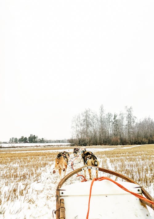 Chiens Noirs Et Bruns à Poil Court Sous Le Ciel Blanc