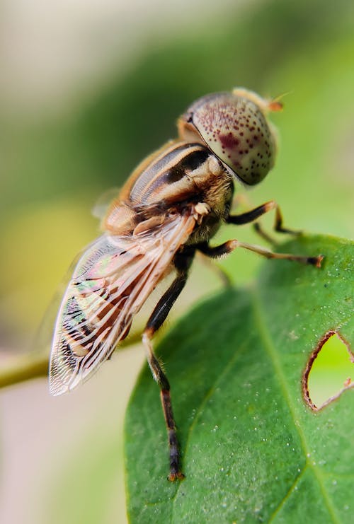 Close-up of a Fly on a Leaf 
