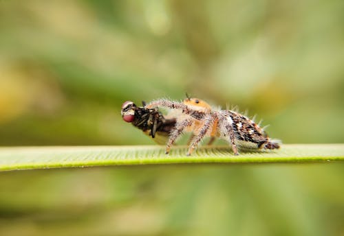 Spider on a Leaf