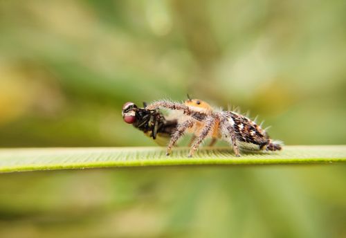 Free Jumping spider capturing a fly on a vibrant green leaf. Macro wildlife photography. Stock Photo