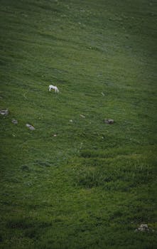 A solitary white sheep stands grazing in a vast green pasture, embodying rural serenity.