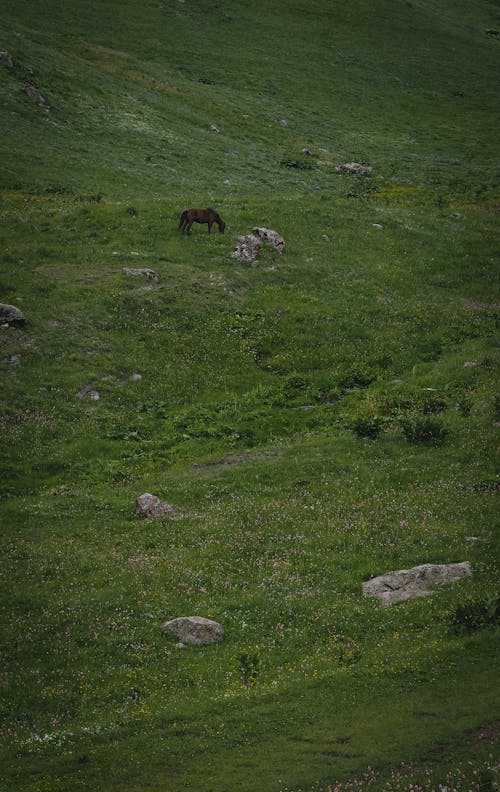 Green Pasture on Grassland