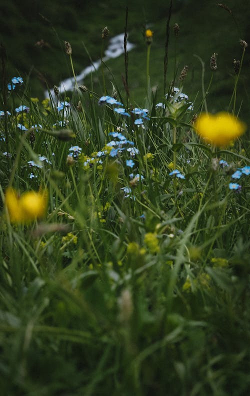 Foto profissional grátis de chão, flores, foco seletivo