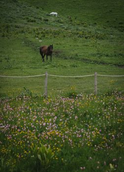 Serene rural landscape of horses grazing in a lush, blooming meadow with colorful wildflowers.