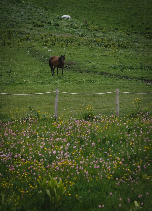 Free Serene rural landscape of horses grazing in a lush, blooming meadow with colorful wildflowers. Stock Photo