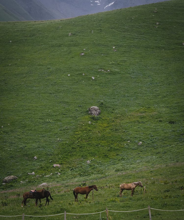 Horses On Green Pasture On Hill