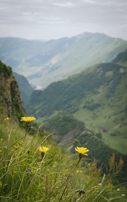 Foto d'estoc gratuïta de flors, fons de pantalla per al mòbil, groc