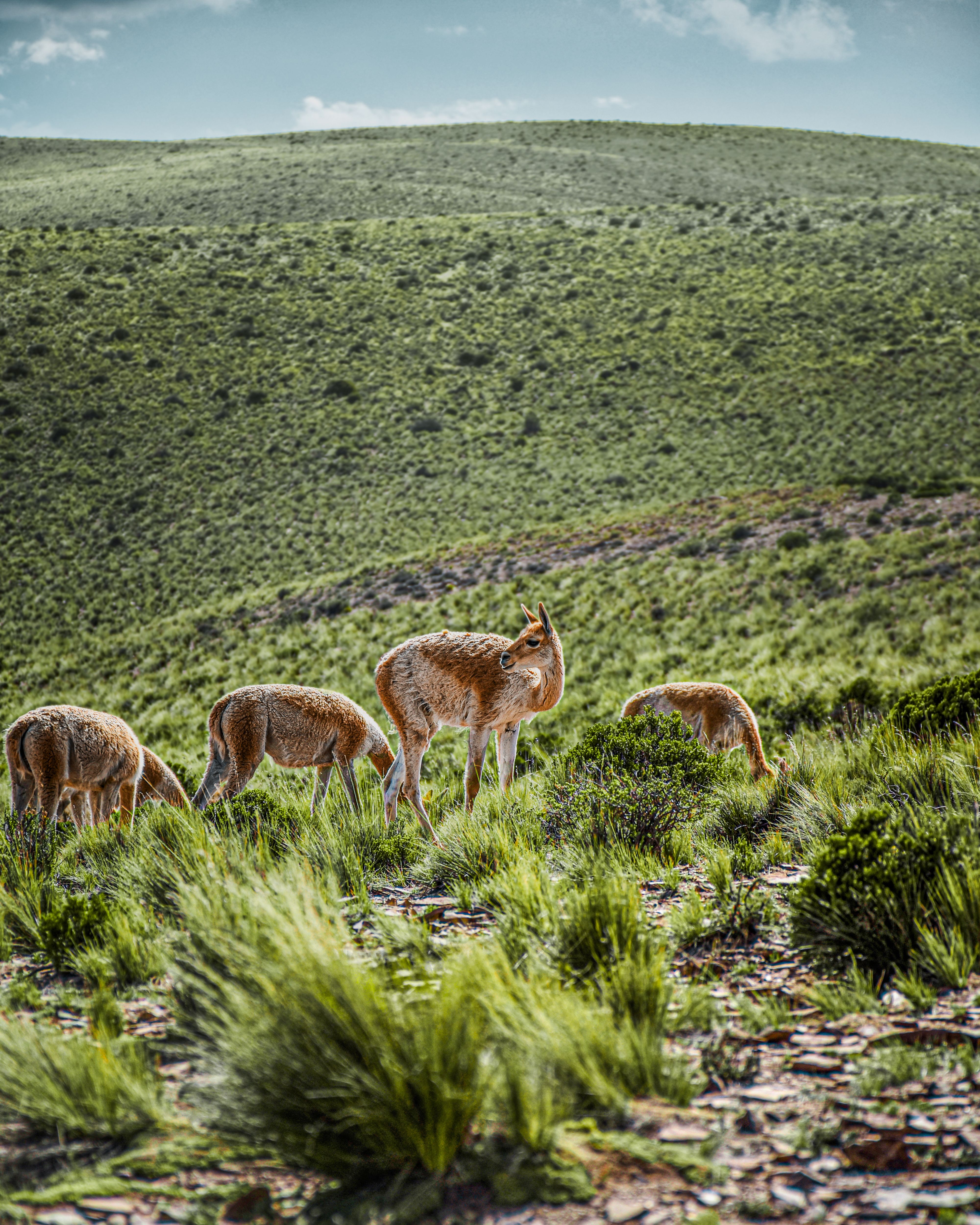 Vicunas graze on a lush hillside in Humahuaca, Jujuy, Argentina.