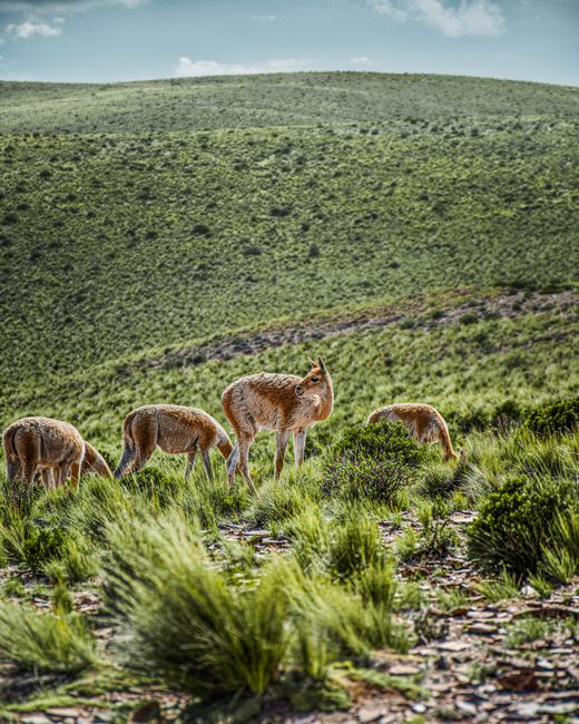 Vicunas graze on a lush hillside in Humahuaca, Jujuy, Argentina.