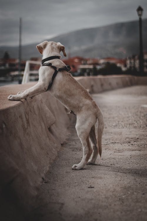 White Dog on a Beach