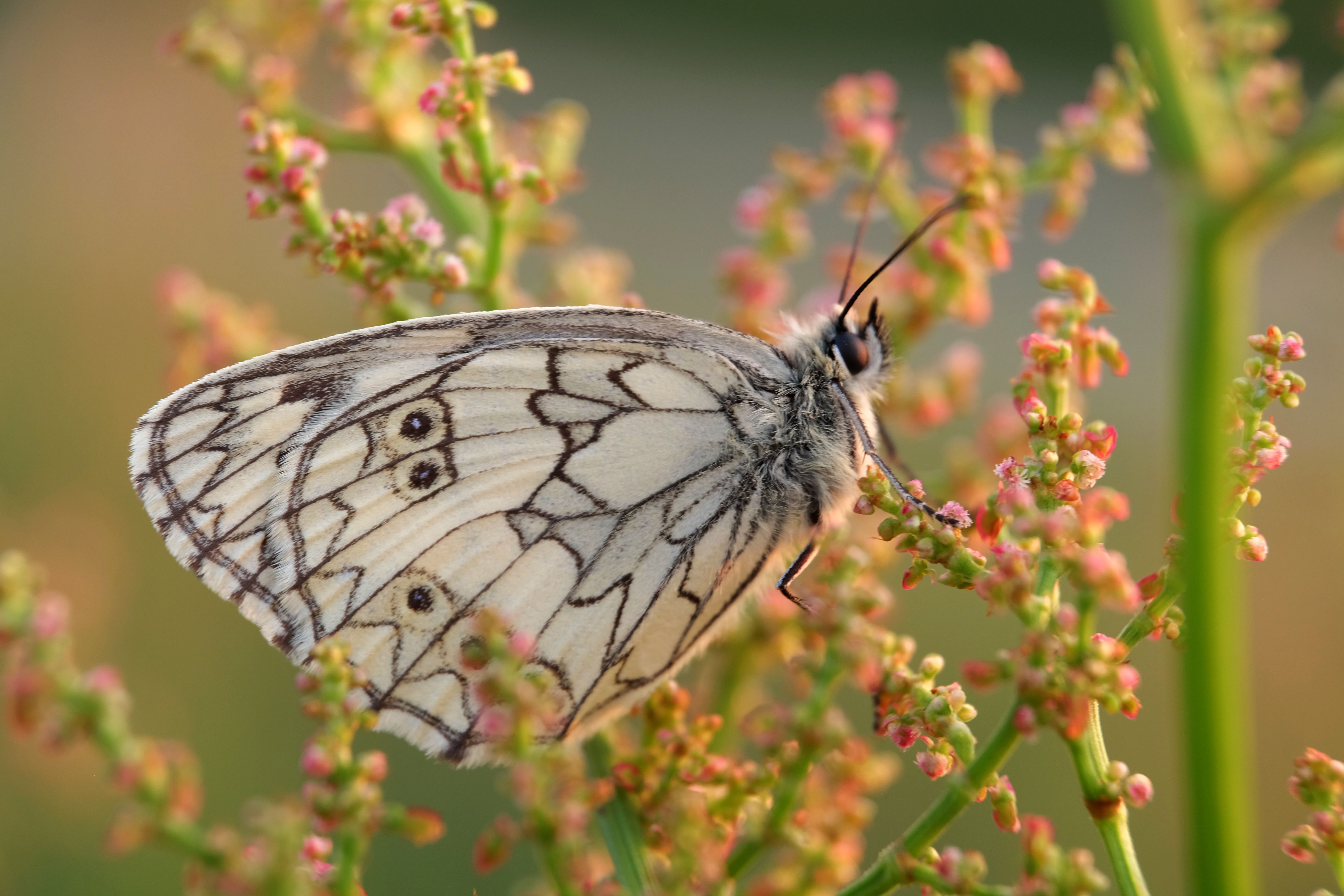 A white butterfly sitting on top of some plants · Free Stock Photo