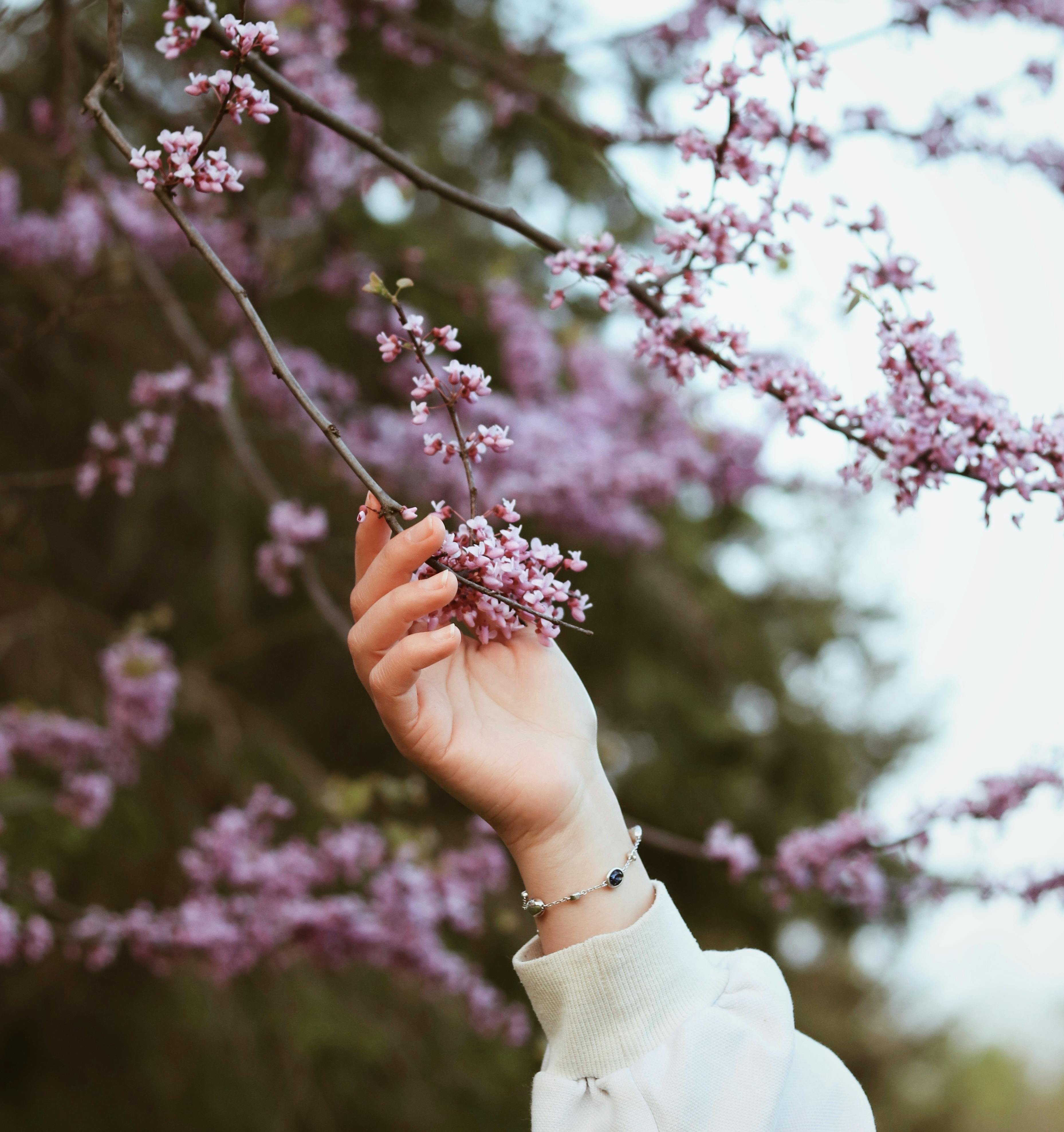 A hand gracefully reaches for a cherry blossom branch, showcasing nature's spring beauty.