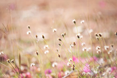 Pastel Image with Blossoming Plants in Meadow