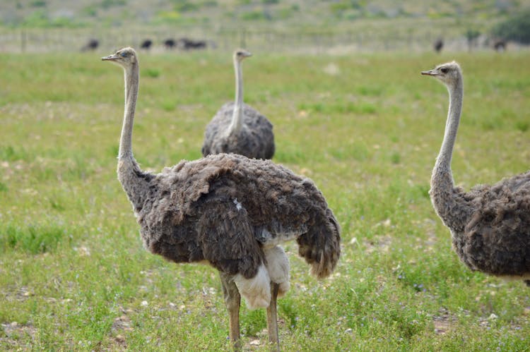 Ostriches On Farm