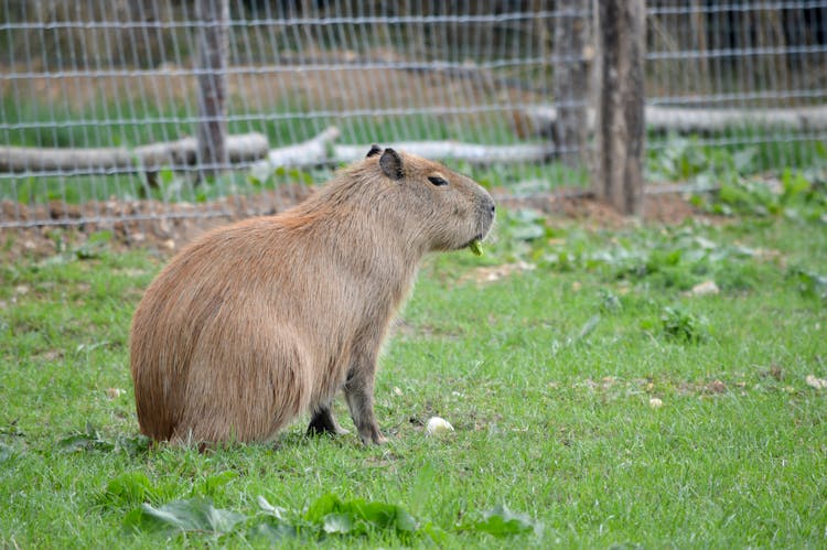 Capybara In Zoo