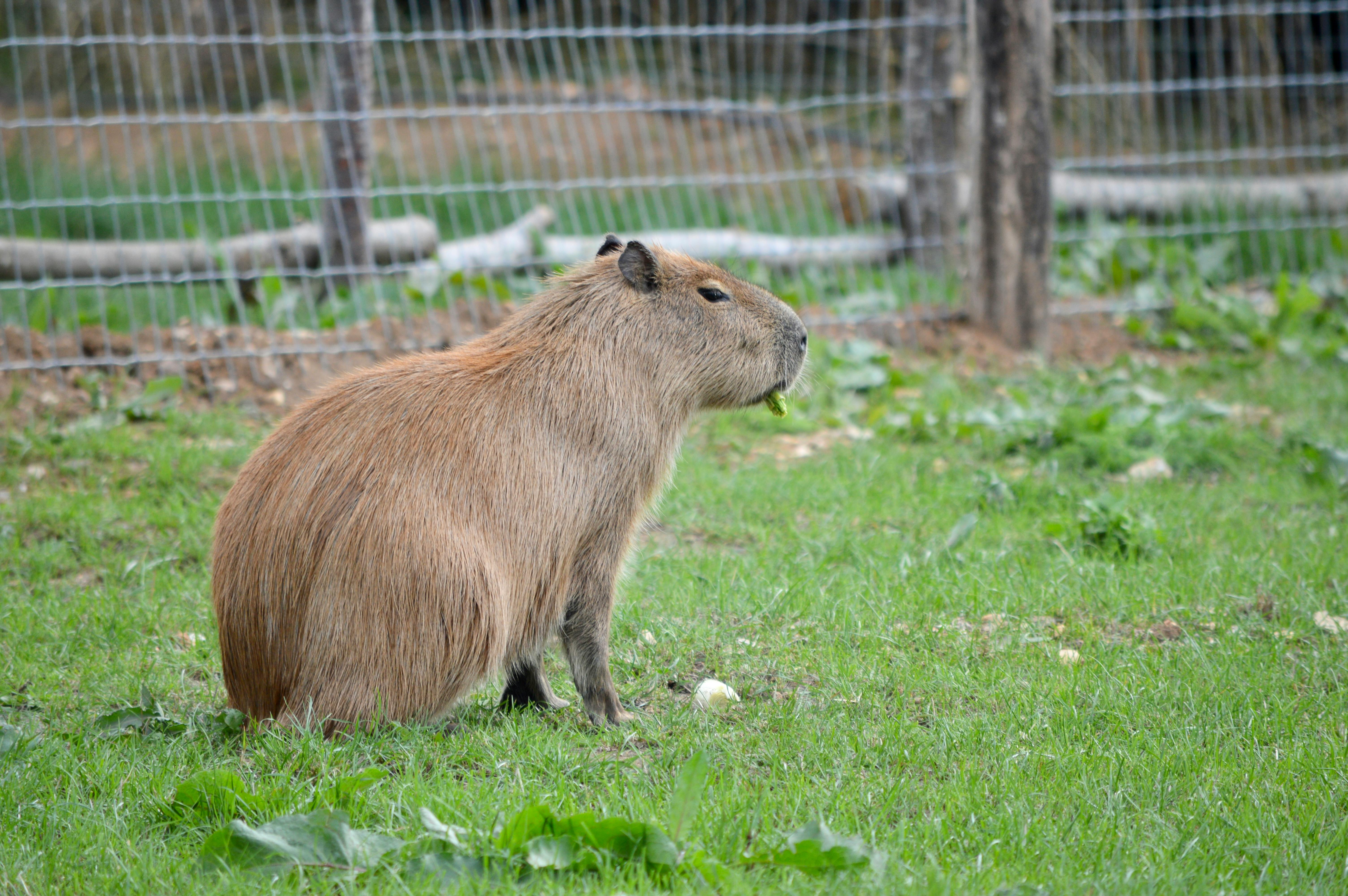 60+ melhores imagens de Capivara · Download 100% grátis · Fotos  profissionais do Pexels