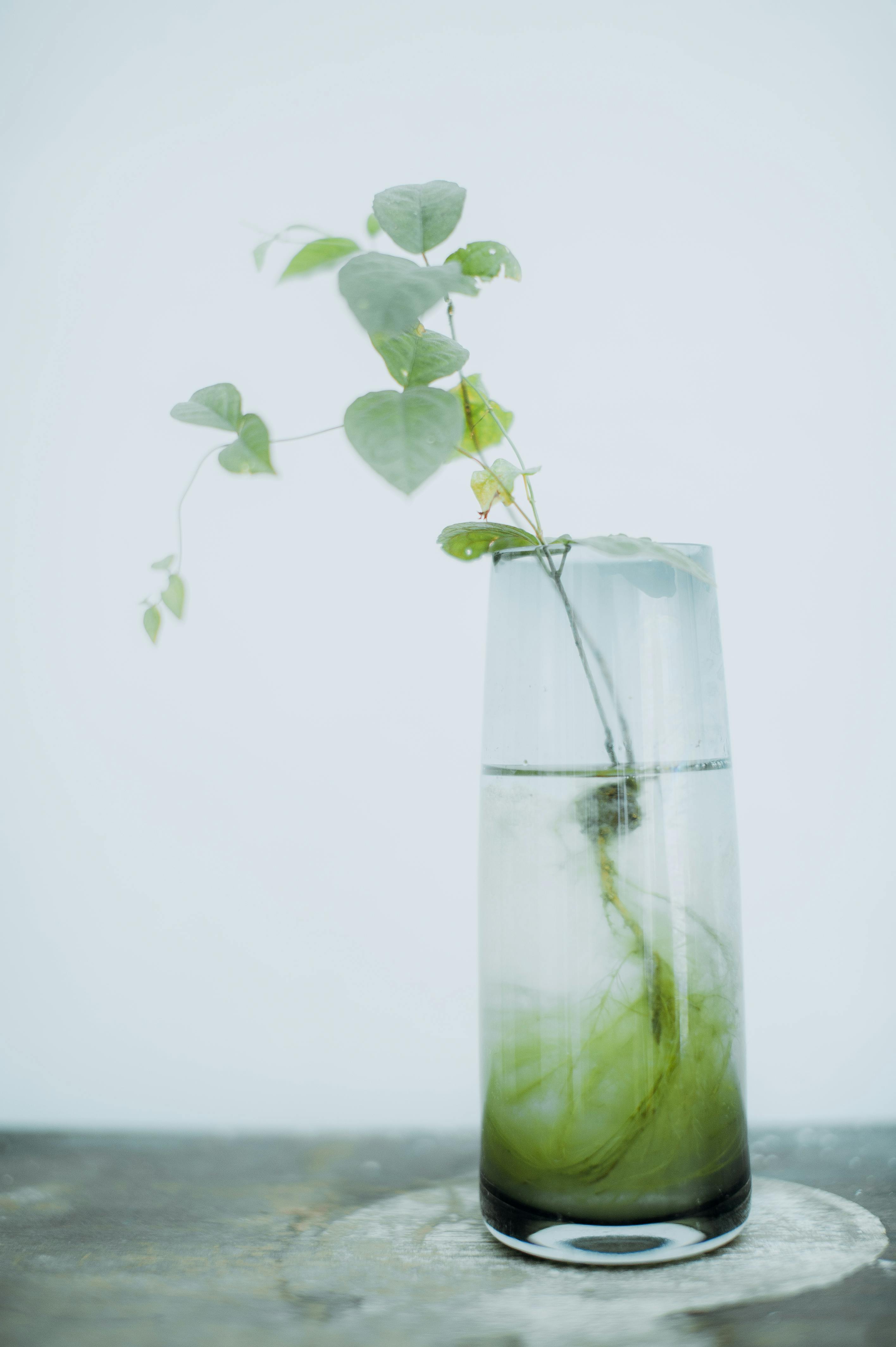 Elegant plant stem in a glass vase with water on a light background, showcasing minimalist design.