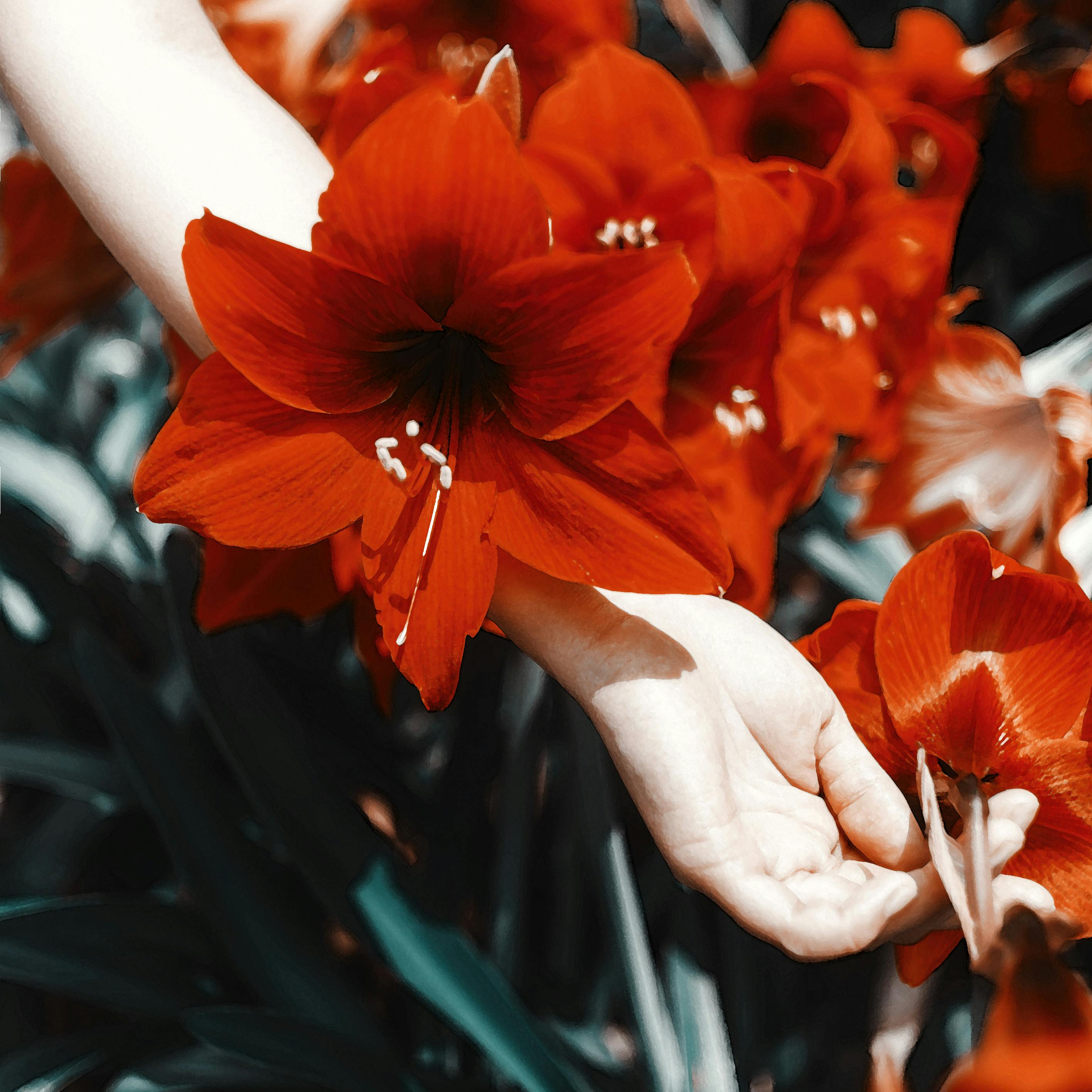 Close-up of vibrant red amaryllis flowers held gently by a woman's hands.
