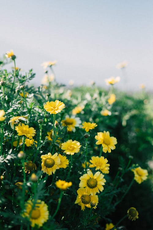 Foto stok gratis bunga-bunga, keberlebihan, kuning