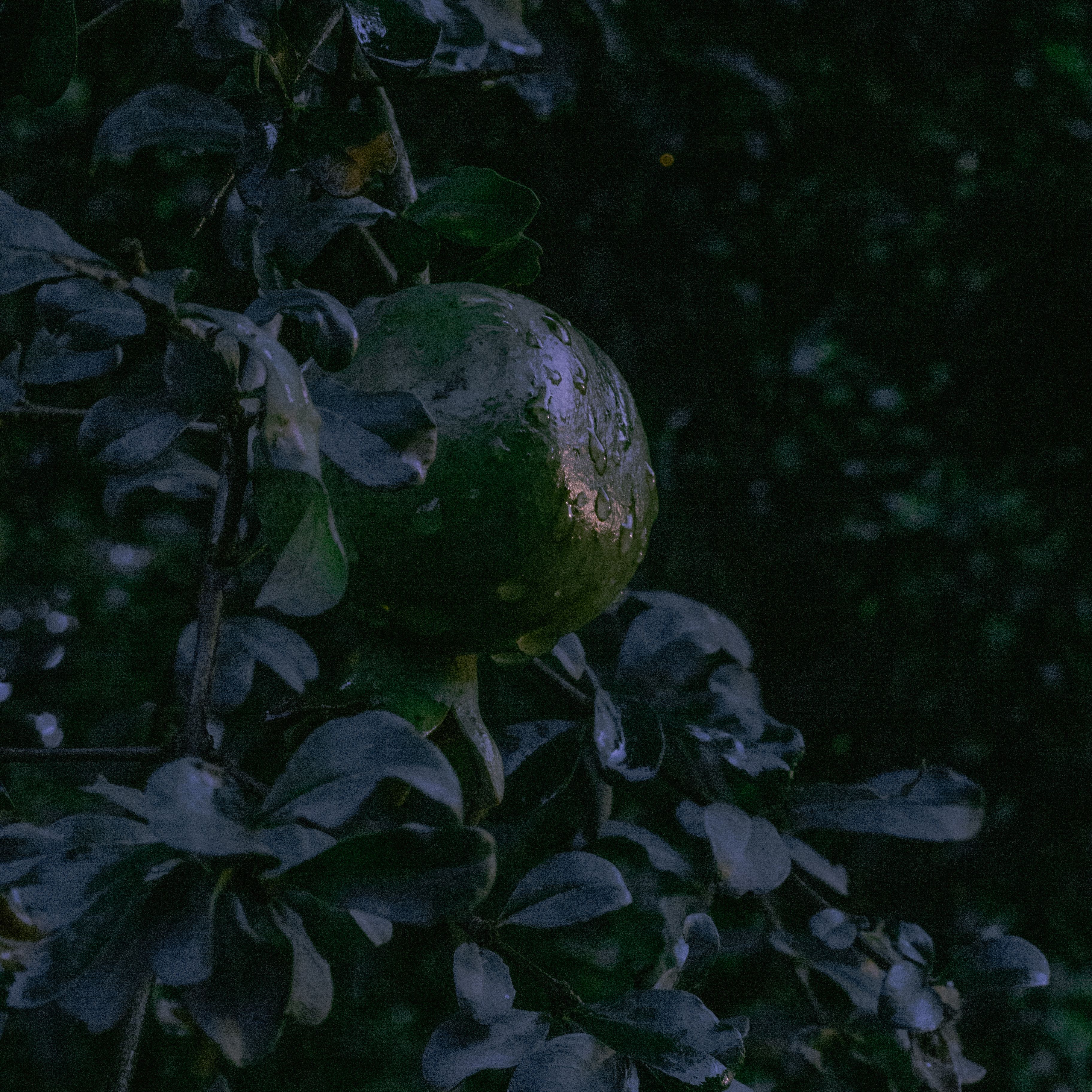 A moody close-up of fruit clinging to leaves, showcasing raindrops and natural darkness.