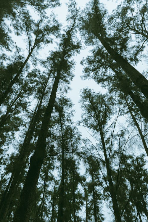 Low Angle Shot of Trees in a Pine Tree Forest 