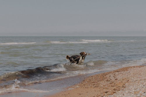 Fotos de stock gratuitas de Border Collie, fotografía de animales, jugando