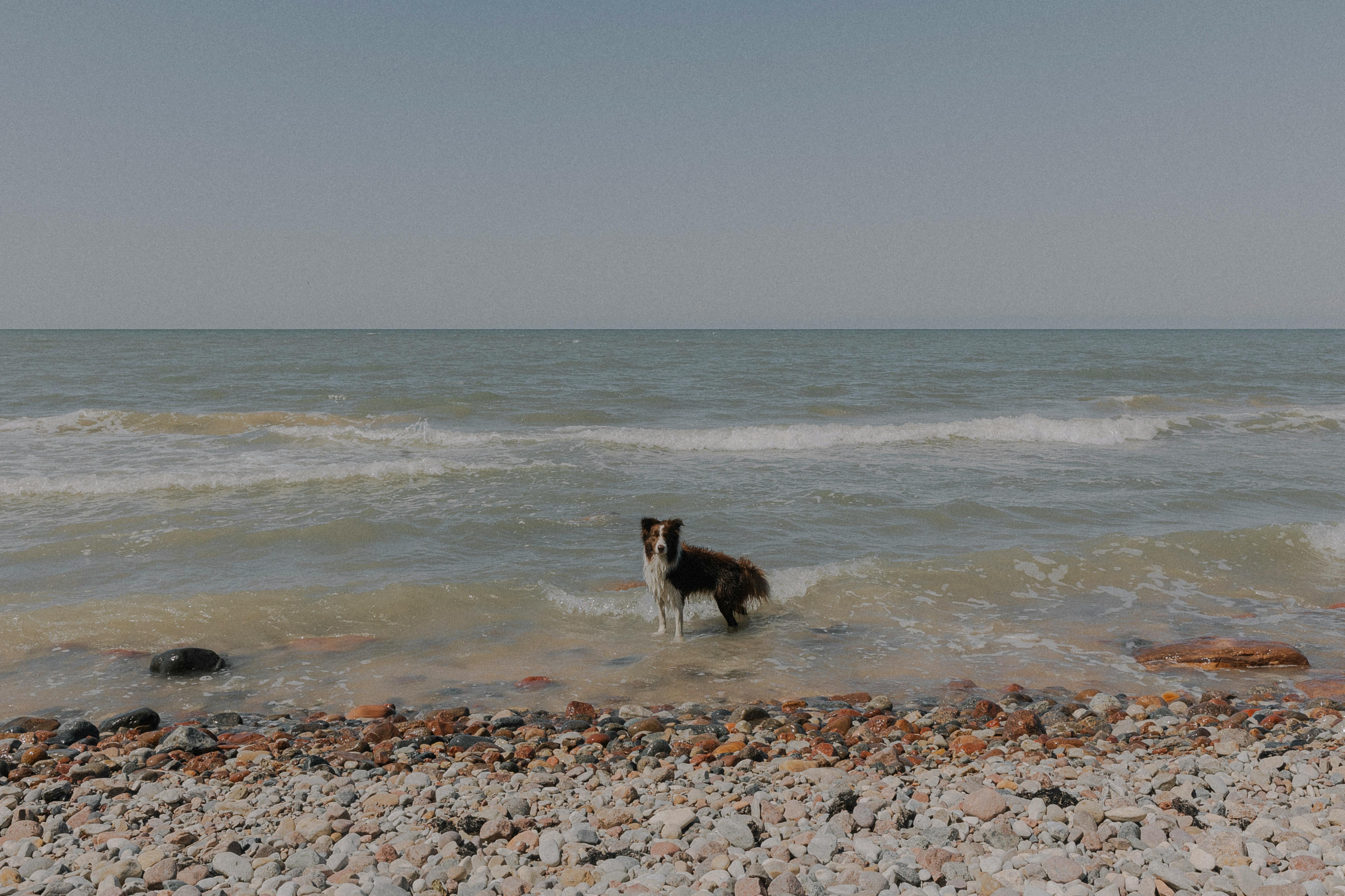 Illustration, ou partir en vacances avec son chien en france
