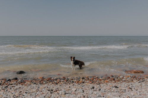 ビーチ, 動物, 地平線の無料の写真素材