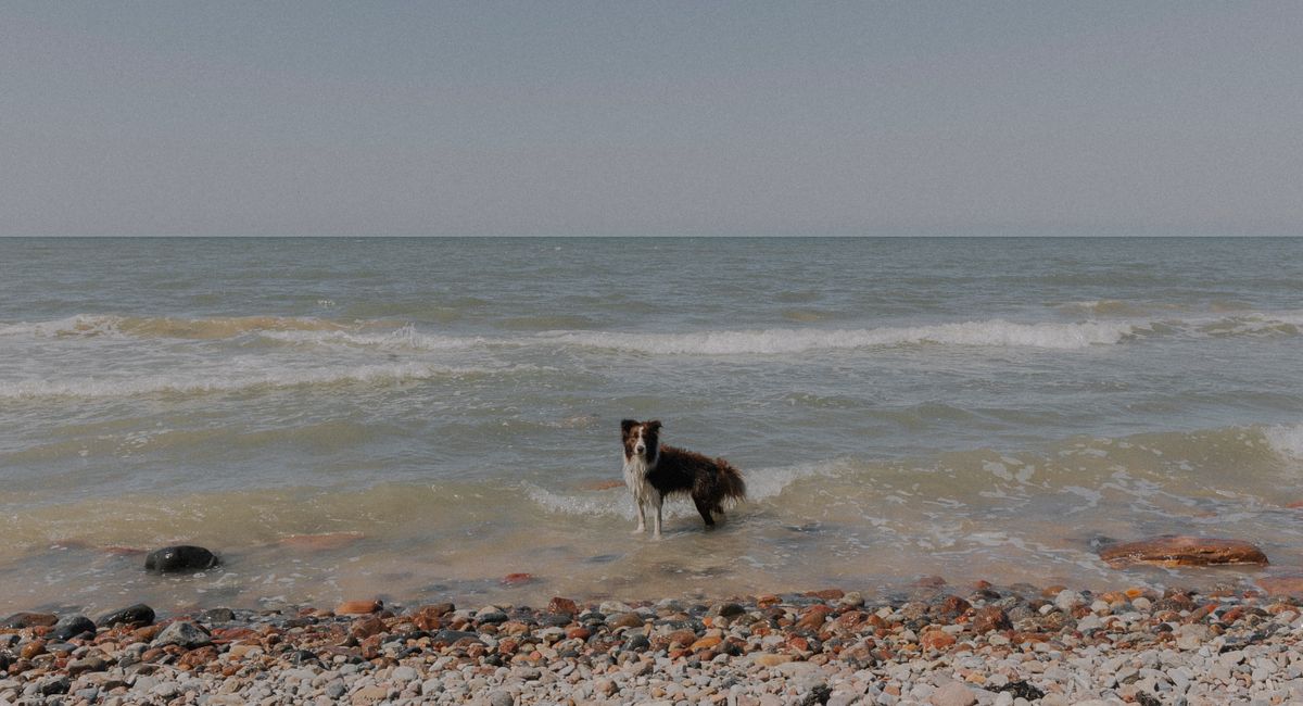 Illustration, ou partir en vacances avec son chien en france