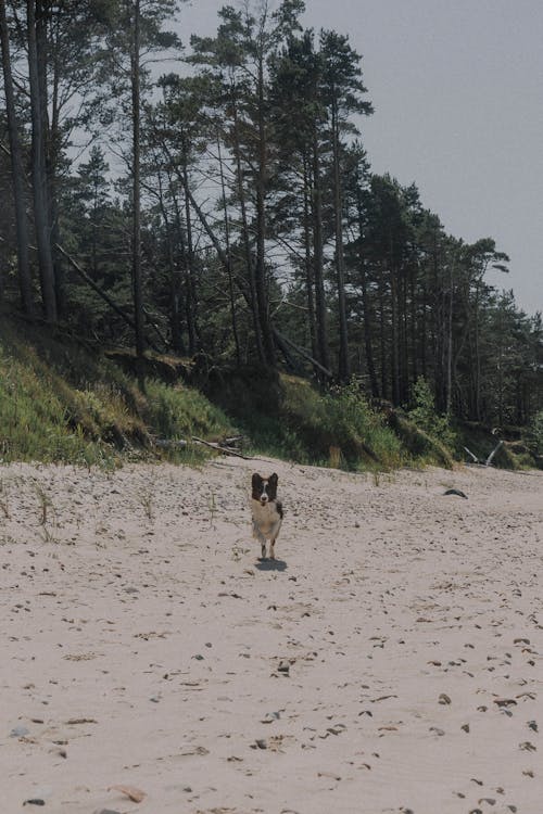 개, 개의, 달리는의 무료 스톡 사진