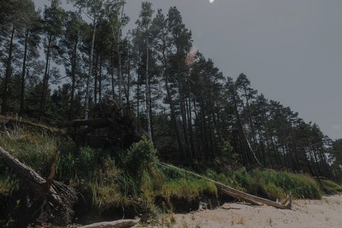 Free A serene image of a coastal forest meeting a sandy beach on a sunny day. Stock Photo