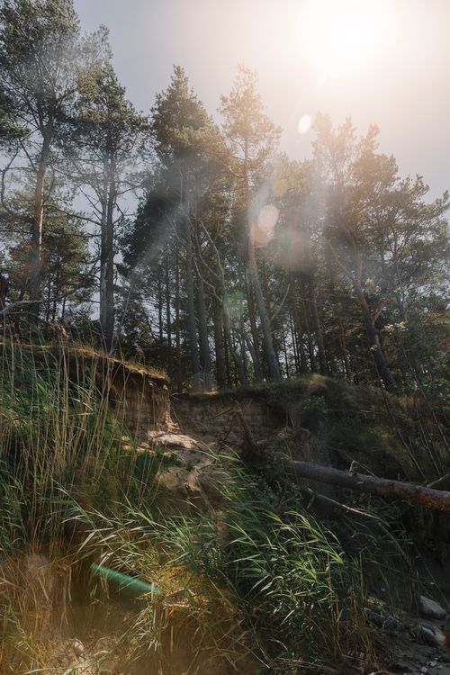 Free Majestic sunlit forest scene with towering trees and lush green foliage under bright sunlight. Stock Photo