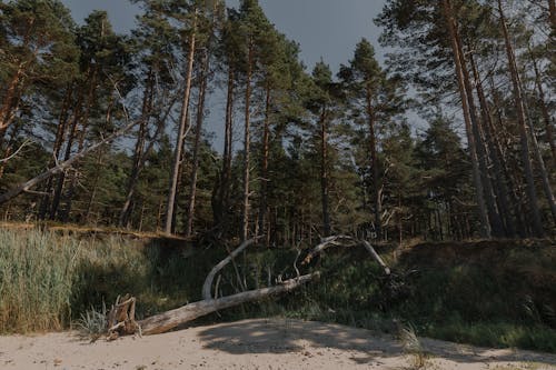 Imagine de stoc gratuită din adânc, arbori, coastă
